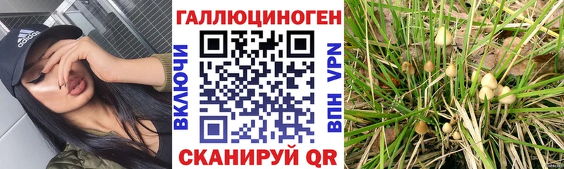 Купить  Западная Двина  Галлюциногенные грибы Psilocybine cubensis 